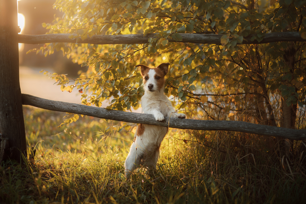 a small dog is standing by the fence. Autumn and sunset. Obedient jack russell terrier.