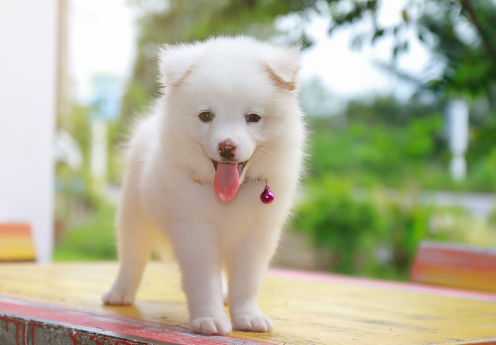 The Japanese spitz is a great skill.And cute, friendly to people.