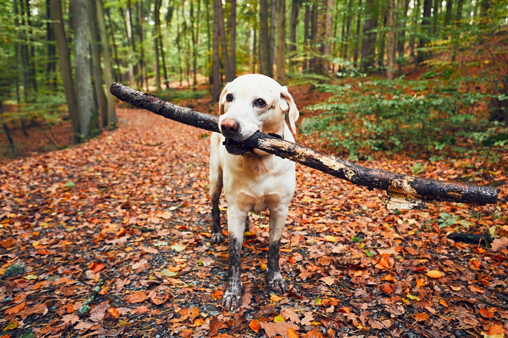 Muddy dog in autumn nature. Dirty labrador retriever with stick in mouth walking on the footpath in the forest.
