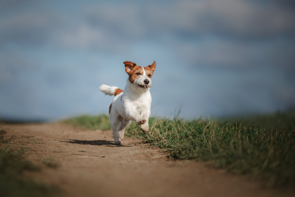 the dog catches the disc, jumps, cheerful and active. Breed Jack Russell Terrier