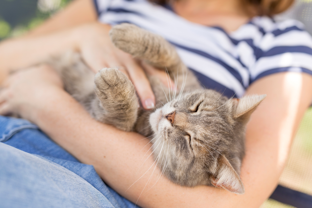 猫にくすぐったいという感情はある？猫と上手に触れ合うための方法を伝授！