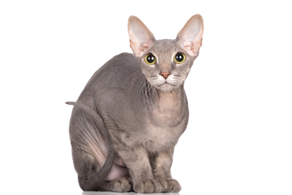 Donskoy sphynx cat posing on white