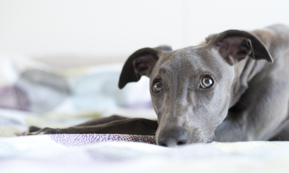 BLUE WHIPPET IN BED