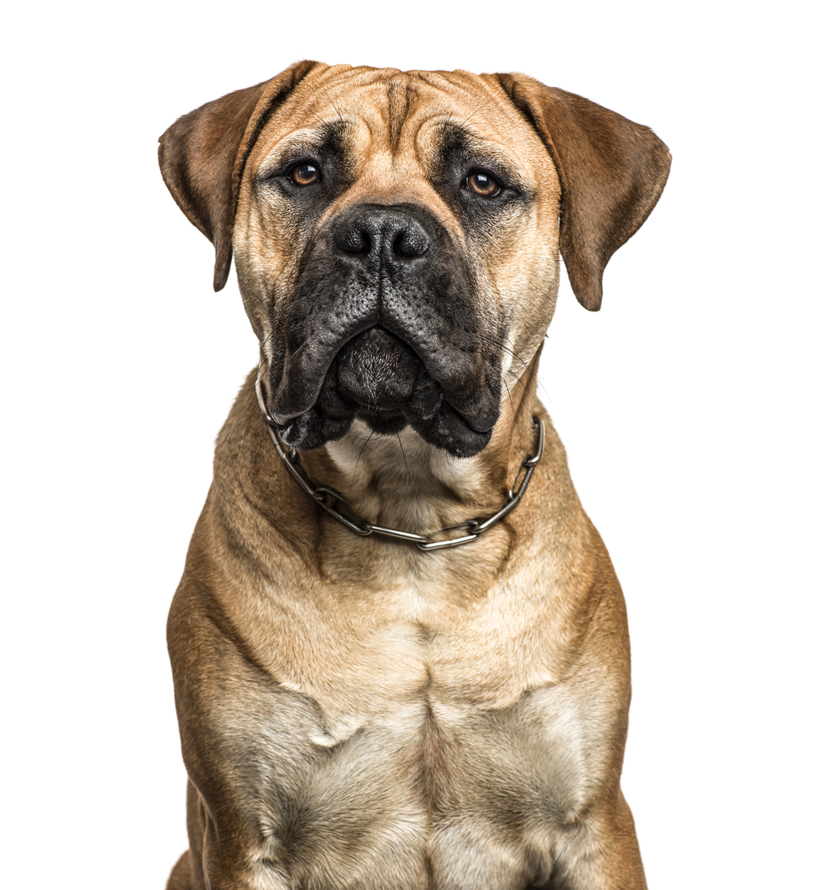 Close-up of a bullmastiff, isolated on white