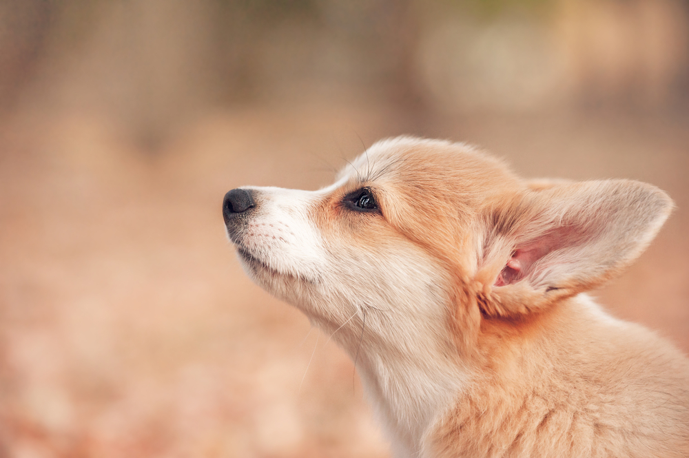 Portrait of welsh corgi pembroke puppy in autumn