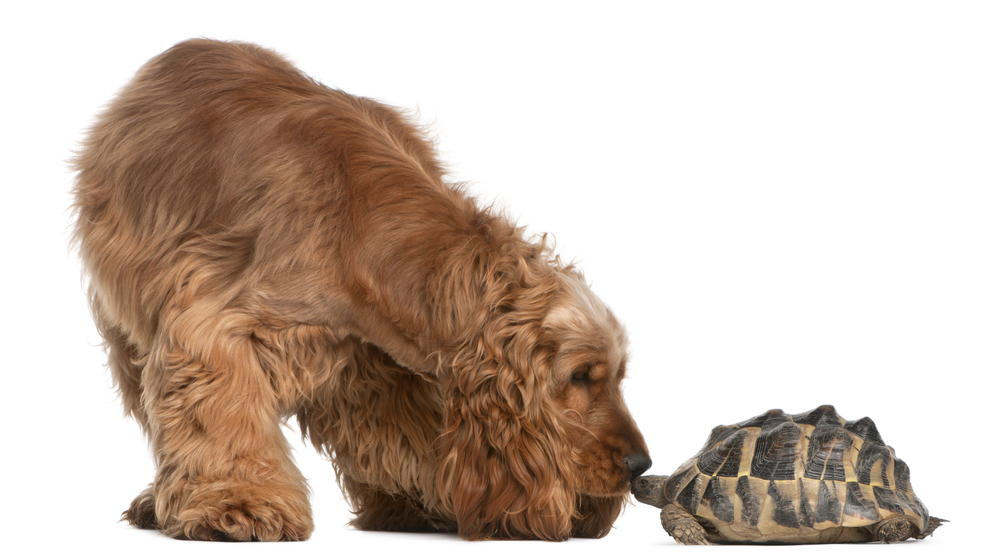 English Cocker Spaniel, 2 years old, and a Hermanns tortoise, Testudo hermanni, in front of white background