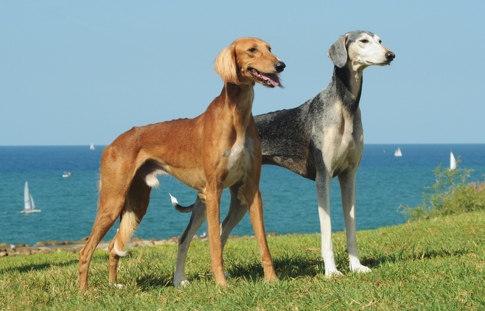 Saluki dogs on grass with sea in the background