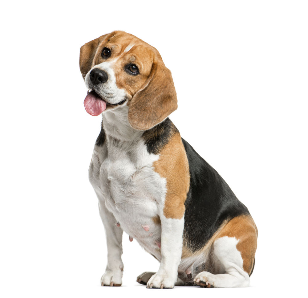 Dog, Beagle sitting and panting, isolated on white