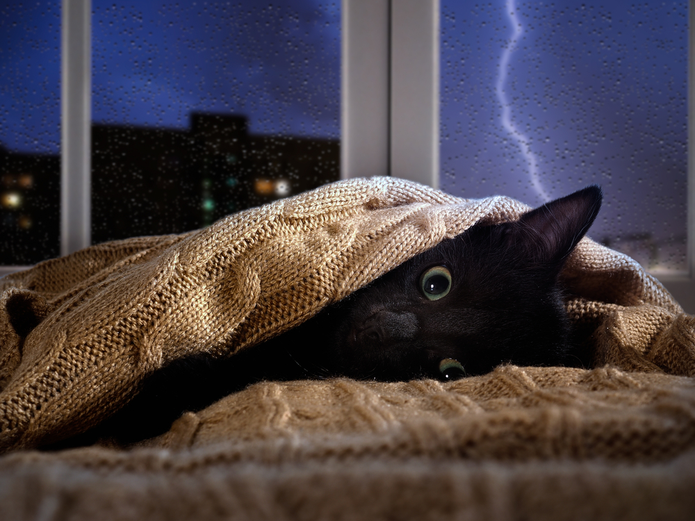 雷が怖い？猫