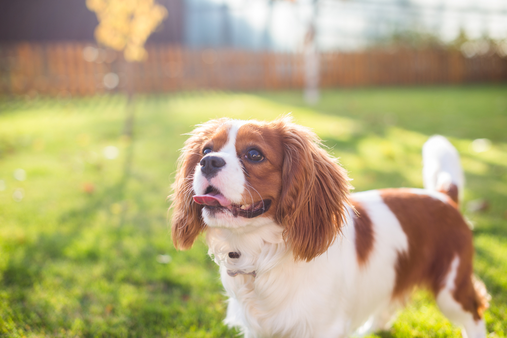 Portrait of a dog on a background of green grass