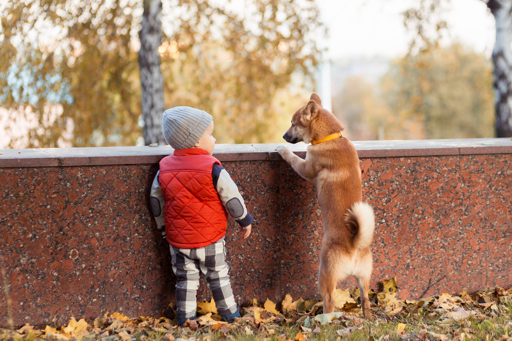 Little boy and red shiba inu puppy having fun outdoors in autumn park. Dog friend man concept