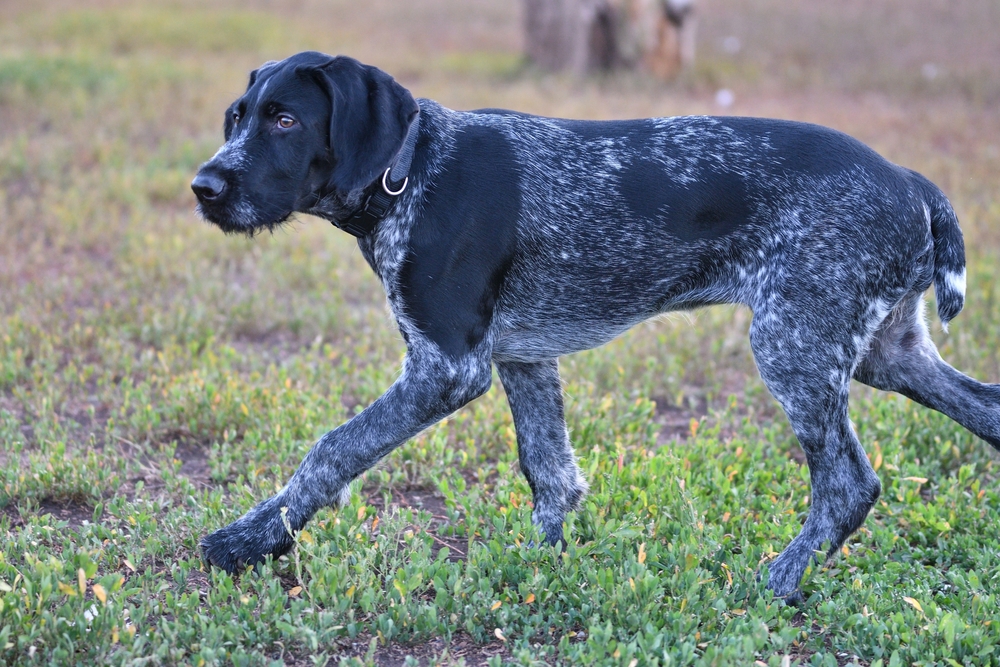 2018 year-year of the dog. Hunting dog breed German Wirehaired pointer on the walk
