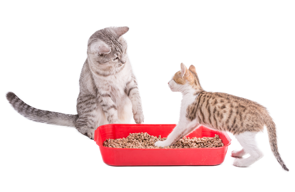 two funny cats playing in a plastic litter box 