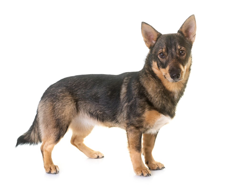 Swedish Vallhund in front of white background