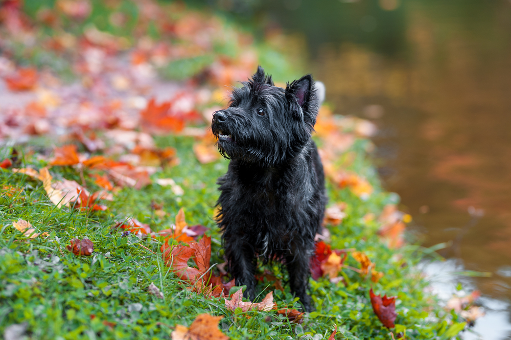 Cairn Terrier Dog on the grass. Autumn Leaves in Background. Portrait.