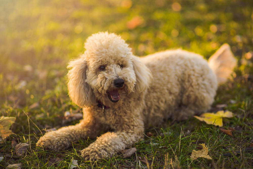 Cute little miniature poodle, cream white color, enjoying the day out in the park, lit by golden sunset light