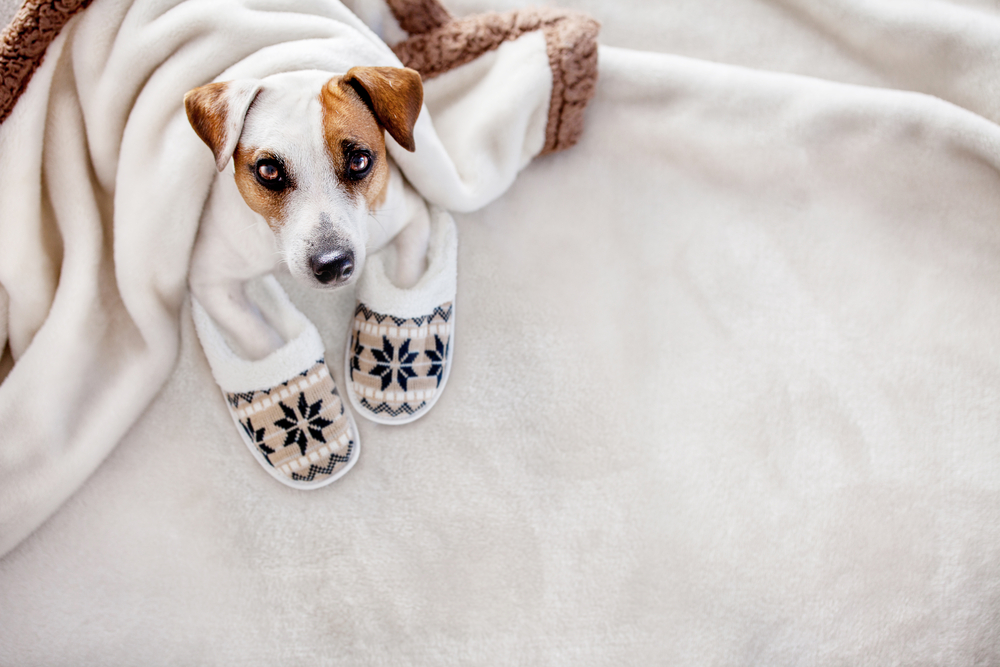 冬の犬の寒さ対策はどうしたらいい？犬用のホットカーペットのおすすめを紹介！