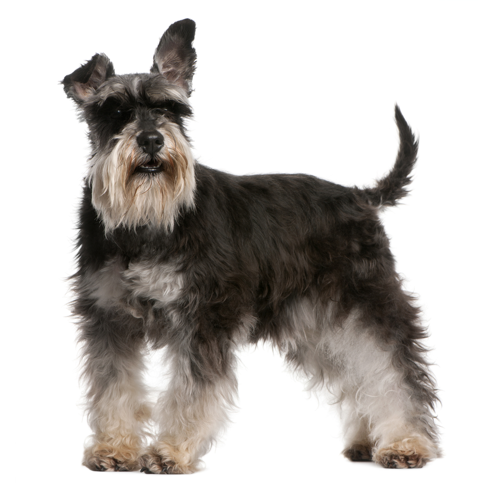 Miniature Schnauzer, 6 years old, standing in front of white background