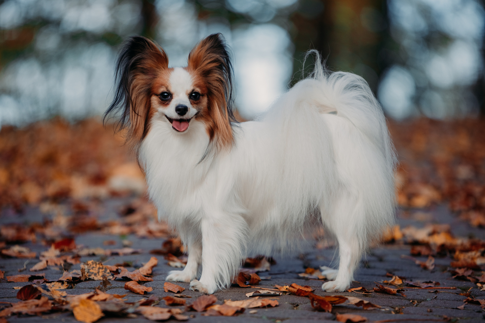 The cute dog with white brown hair is in the autumn covered with orange leaves of the park. Papillon Butterfly Dog