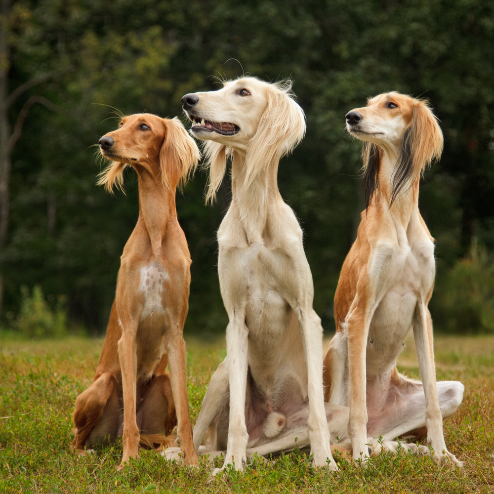 Three Saluki sighthound purebred dog sitting together