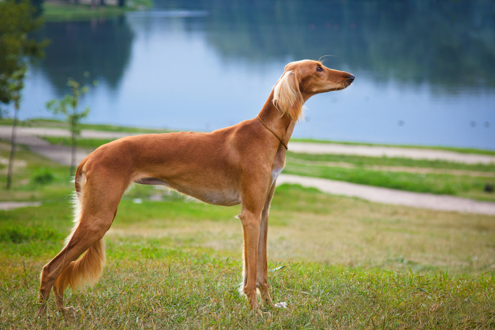 Saluki sighthound purebred dog 