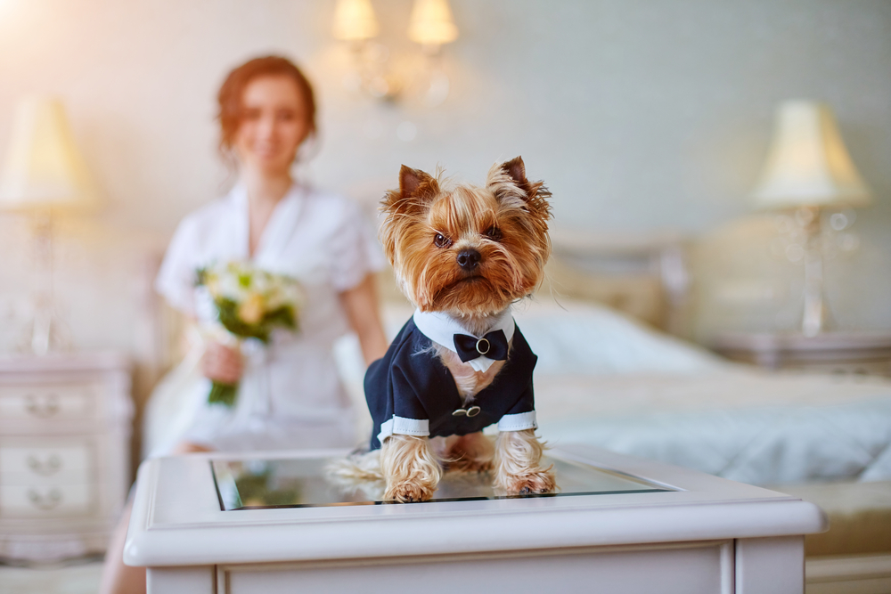 Terrier dressed as a groom in the bedroom of the bride. 