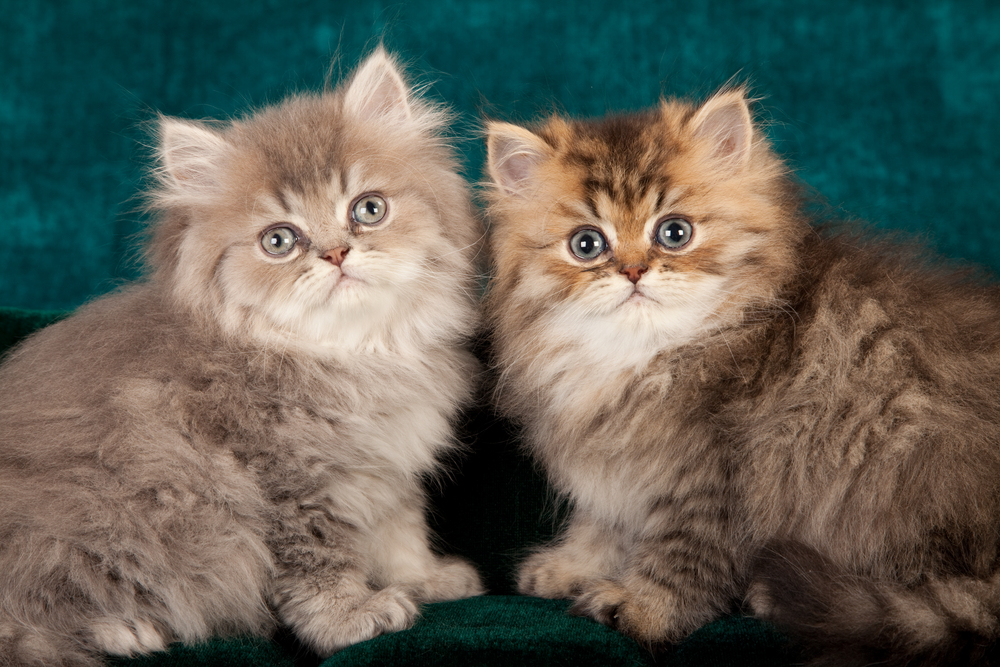 Golden Chinchilla Persian kittens on green sofa