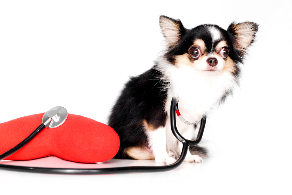Black and white Chihuahua dogs, Have big eyes with stethoscopes and Heart shape pillow isolated on white background