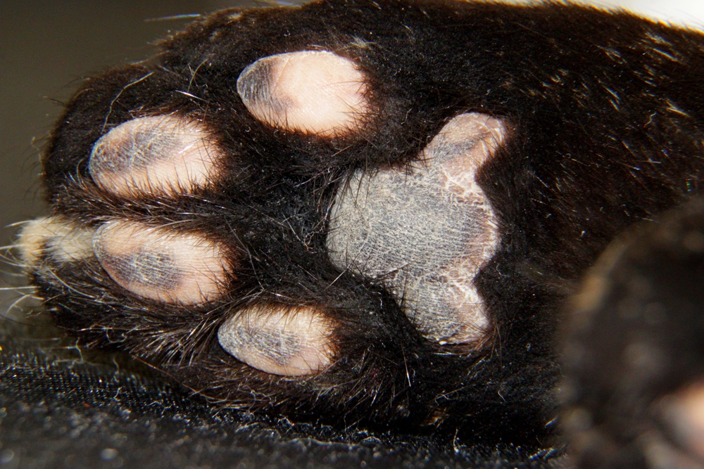 the sole of the cats foot on the whole frame, fingerprints are visible