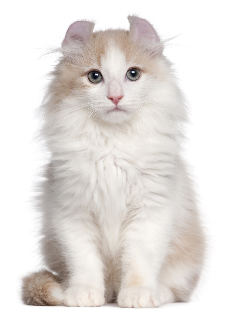 American Curl kitten, 3 months old, sitting in front of white background