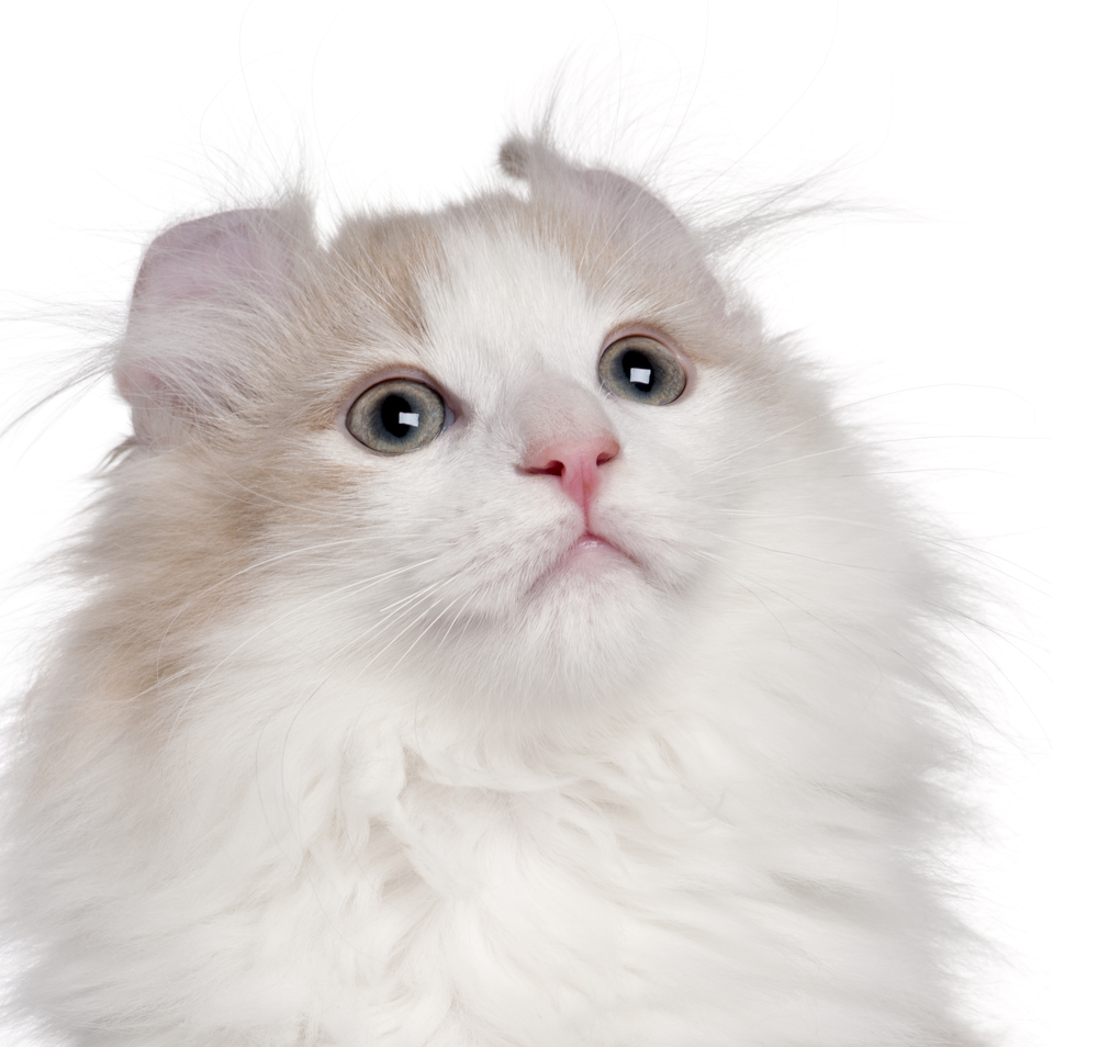 Close-up of American Curl kitten, 3 months old, in front of white background