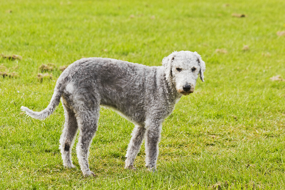 A single Bedlington Terrier stands in a field in a sunny day