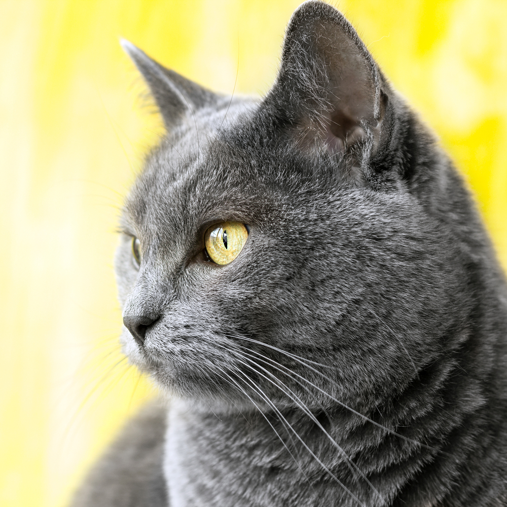 The chartreux blue cat on yellow background.