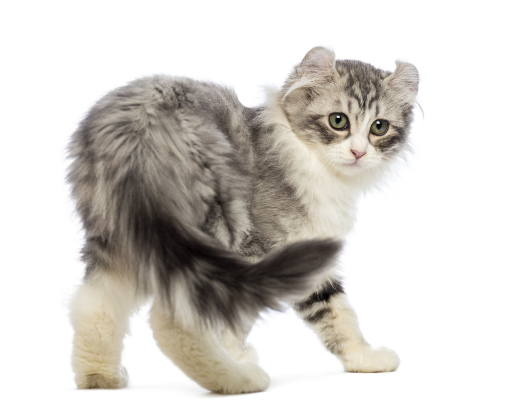 Rear view of an American Curl kitten, 3 weeks old, looking at the camera in front of white background