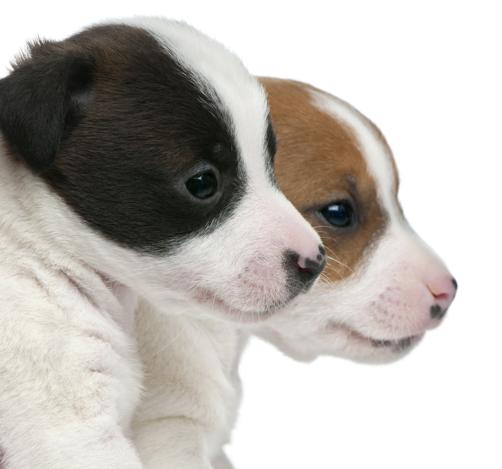 Close-up of Jack Russell Terrier puppies, 5 weeks old, in front of white background