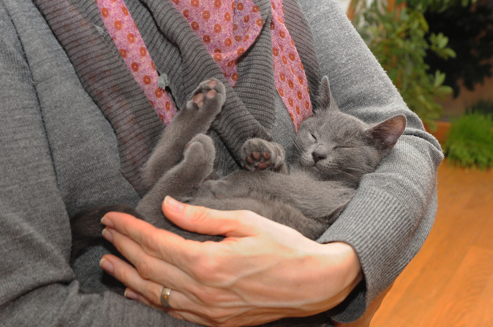 A lady in grey is holding a Chartreux kitten in her hands