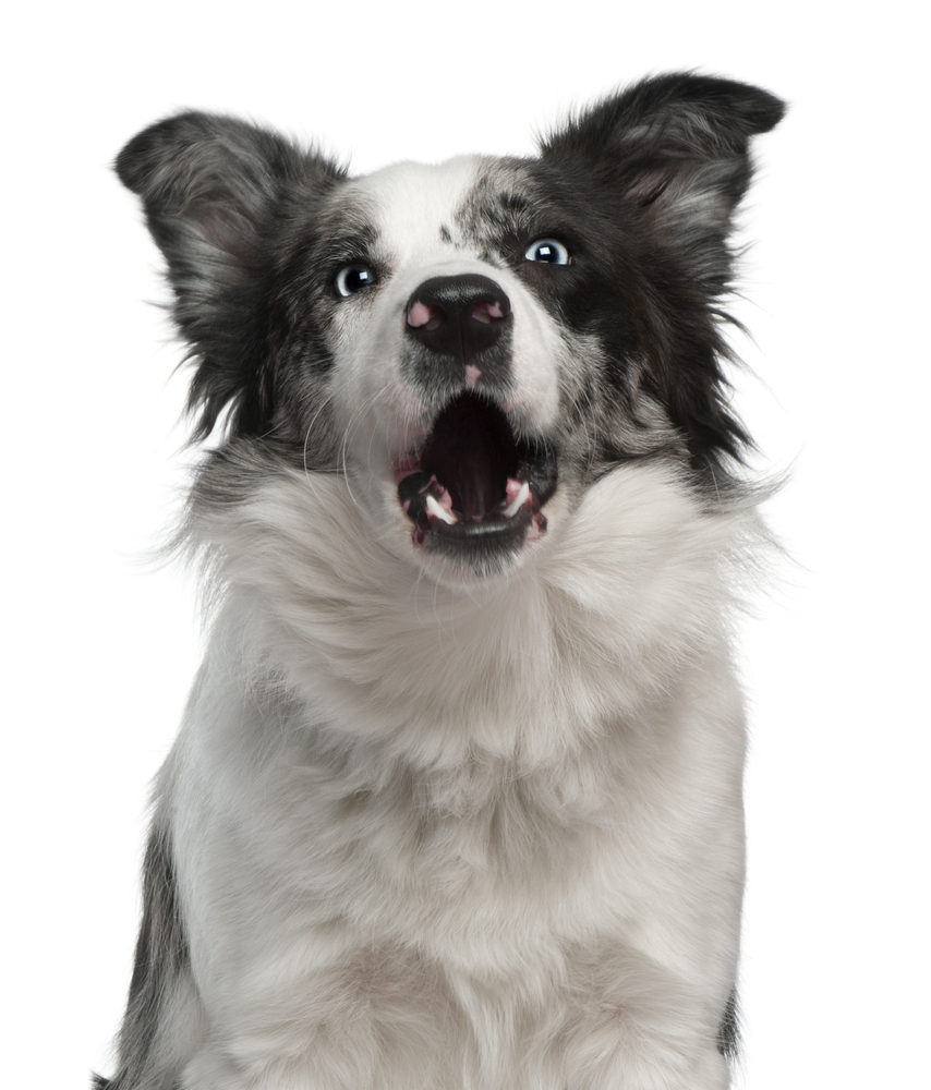 Border Collie, 10 months old, barking in front of white background