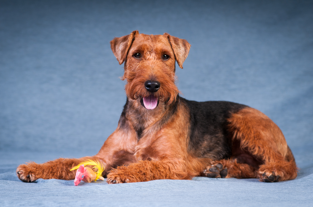 Welsh terrier at  studio portrait on blue textile background