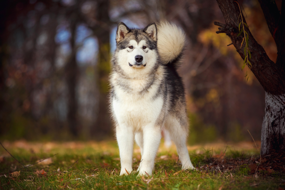 Alaskan Malamute on nature in the autumn park on a background of red and yellow leaves.