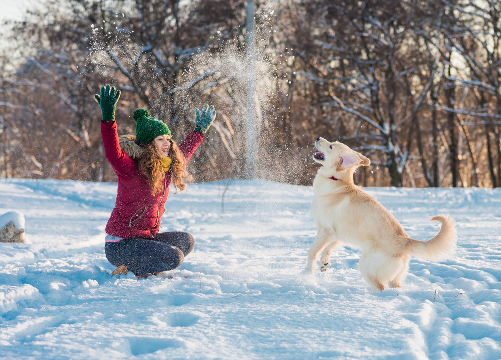 飼い主と雪で遊ぶ犬