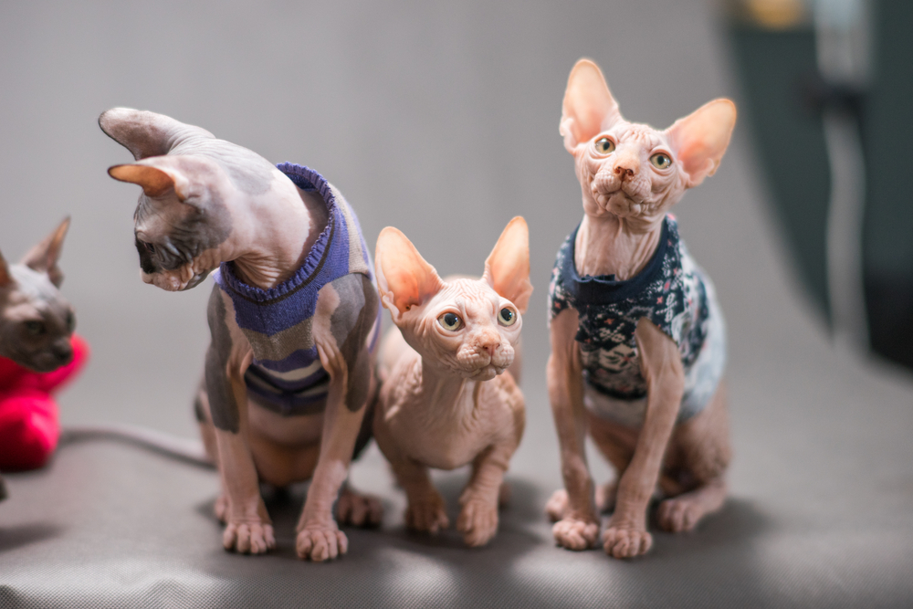 bambino cat (central) and sphynx