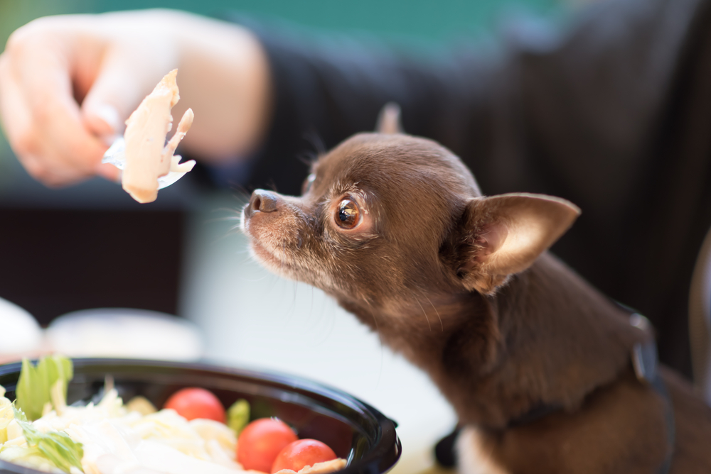 【獣医師監修】犬にささみはOK！食べてもいい量と与えるときの注意点！【2023年版】