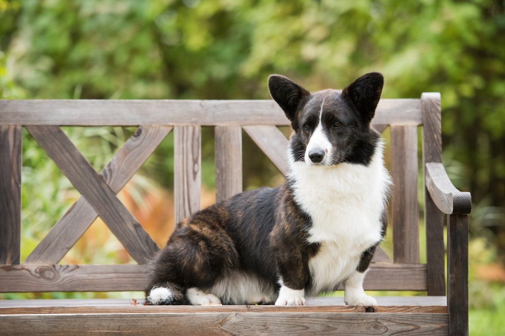 Welsh corgi cardigan sits on the bench in the yard
