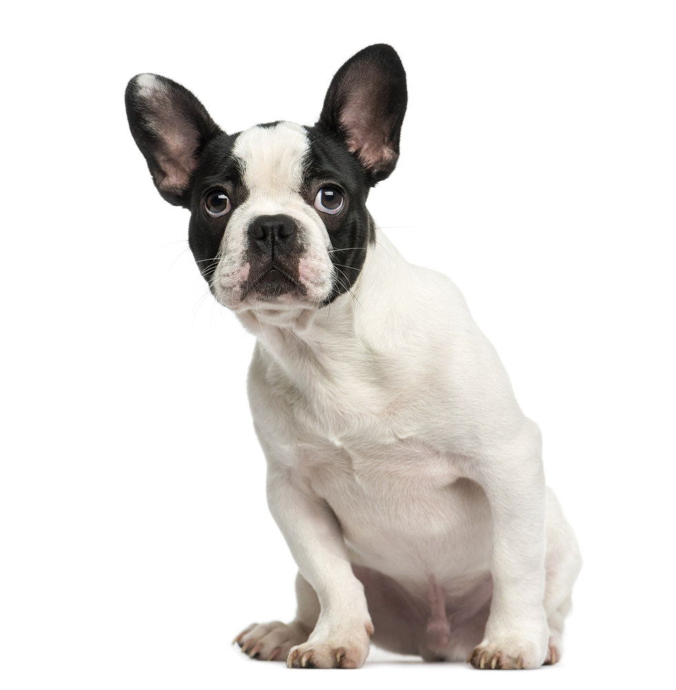 French bulldog puppy sitting, looking intimidated, 4 months old, isolated on white
