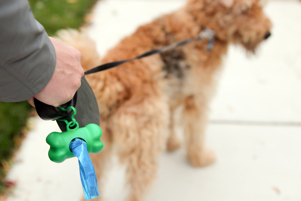 エチケット袋を携帯して犬の散歩をする飼い主