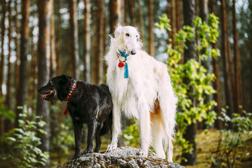 White Russian Borzoi And Small Size Black Hunting Mixed Breed Dog Posing On Stone In Summer Nature Forest Standing On A Rock In Forest.