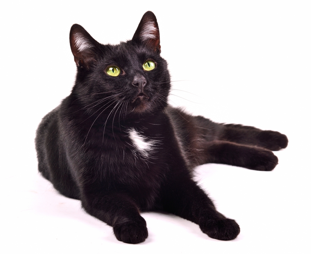 黒猫のエンジェルマークとはいったい何のこと？黒猫にまつわる世界の言い伝えとは？