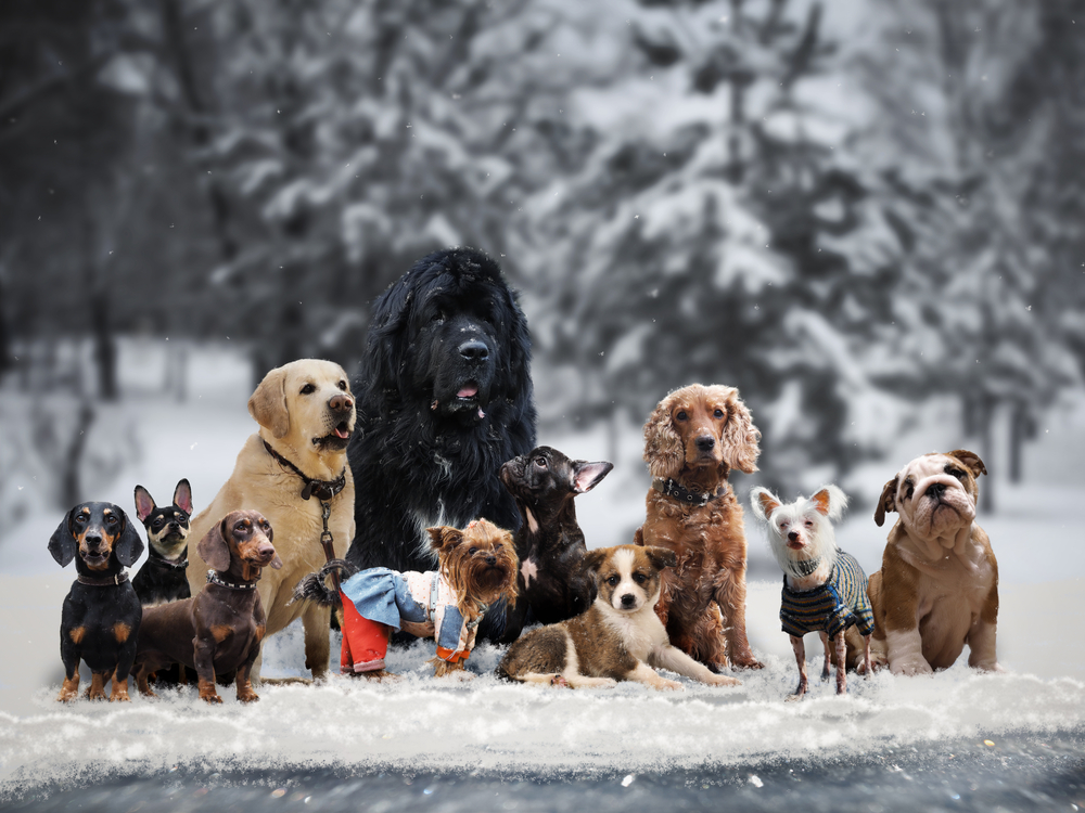 雪の下に集まる犬