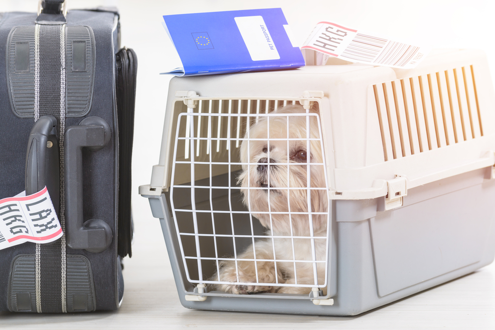 犬を飛行機に乗せるには？機内持ち込みはできるの？料金や事故のリスクについても解説。