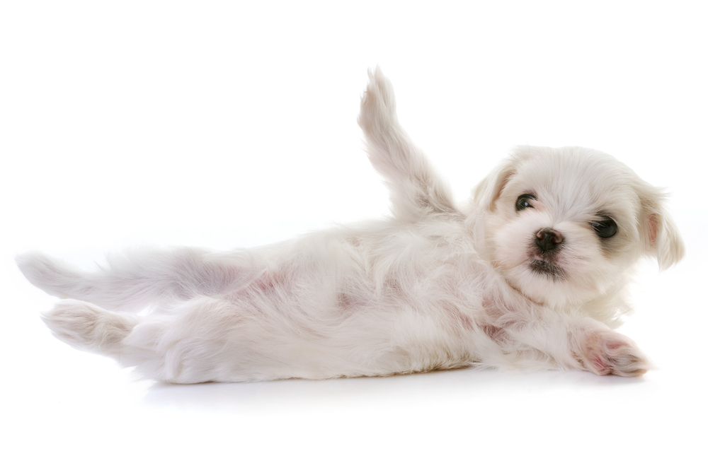 puppy maltese dog in front of white background